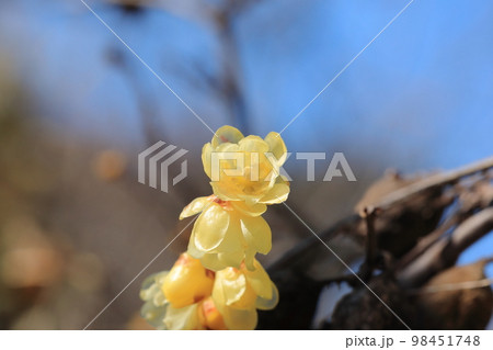 ロウバイ ロウバイ 98451748