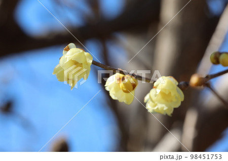 ロウバイ 98451753