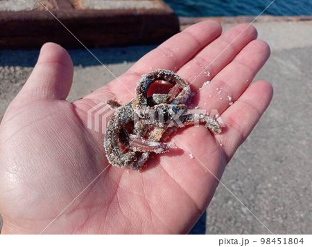 塩漬けホンムシ 98451804