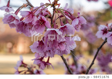満開の越の加茂桜 満開の越の加茂桜 98451876