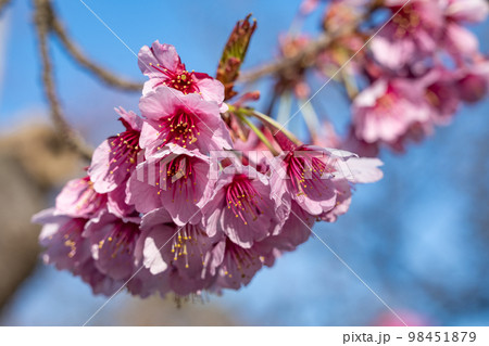 満開の越の加茂桜 満開の越の加茂桜 98451879
