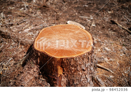 森林　伐採　開発　別荘 98452036