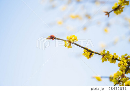 春に咲くダンゴウバイの花 98452051