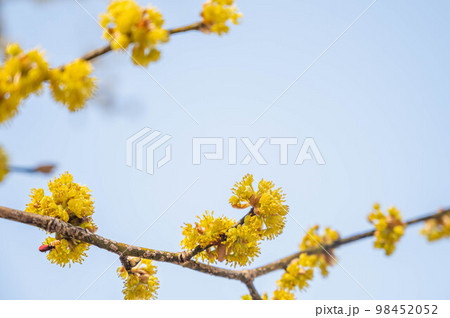 春に咲くダンゴウバイの花 98452052