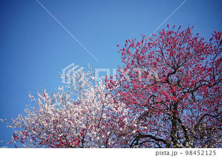 自然の山桜 自然の山桜 98452125