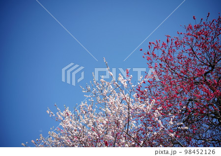自然の山桜 98452126