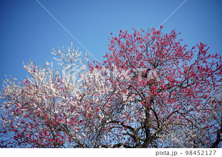 自然の山桜 98452127