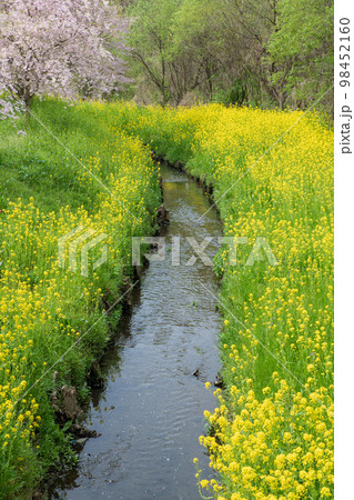 春の風景 新緑の季節 上尾丸山公園 春の風景 新緑の季節 上尾丸山公園 98452160