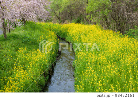 春の風景 新緑の季節 上尾丸山公園 春の風景 新緑の季節 上尾丸山公園 98452161