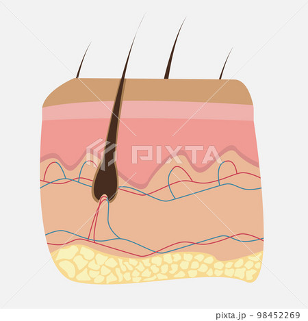 Icon of human internal organs. Skin and hair. 98452269