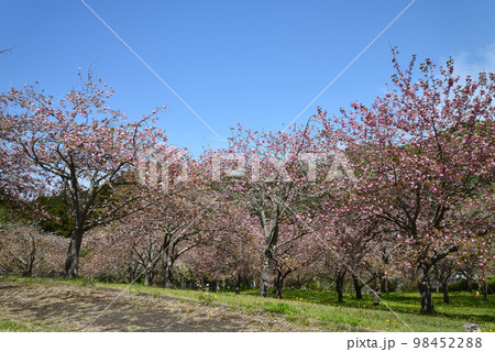 やすらぎの里公園　2022-4-23　＃23 98452288