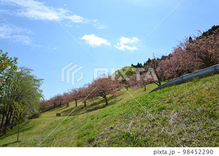 やすらぎの里公園　2022-4-23　＃25 98452290