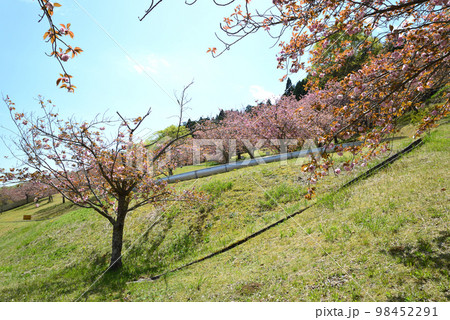 やすらぎの里公園 2022-4-23 #26 やすらぎの里公園 2022-4-23 #26 98452291