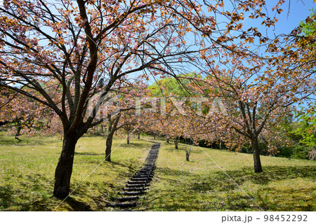 やすらぎの里公園　2022-4-23　＃27 98452292