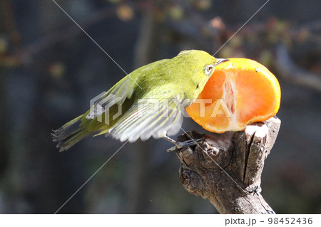 メジロとみかん メジロとみかん 98452436