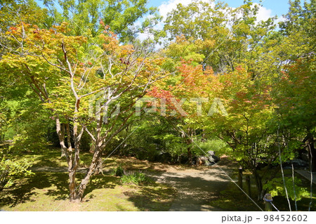色づくカエデの葉 98452602
