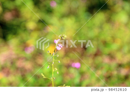 アレチヌスビトハギの花 アレチヌスビトハギの花 98452610