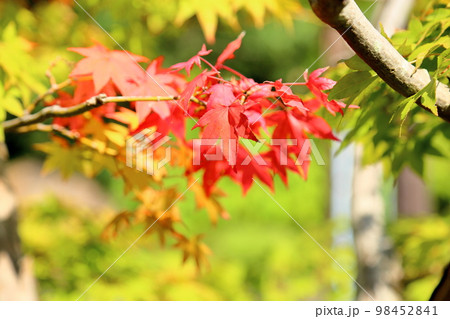 色づくカエデの葉 98452841