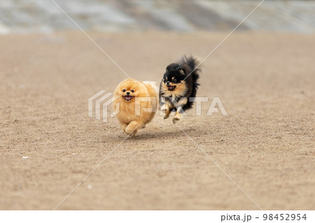 Two funny pomeranian spitz dogs running and jumping together 98452954