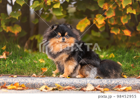 Cute dog of pomeranian spitz  breed at autumn nature 98452955