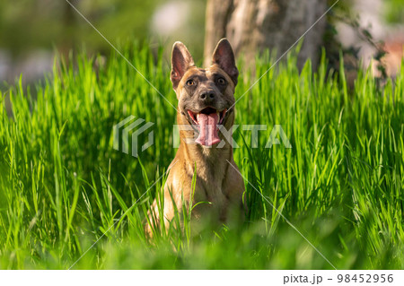 Funny smiling dog of belgian malinois breed sitting in the green grass at sun outdoors 98452956