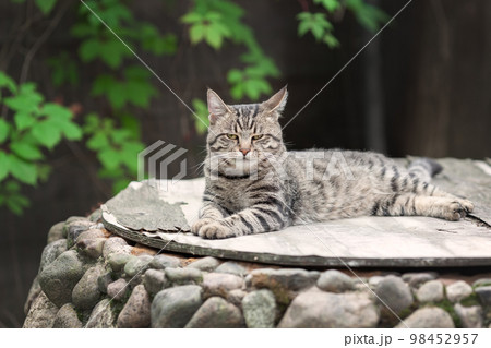 Lazy young tabby cat resting in summer garden 98452957