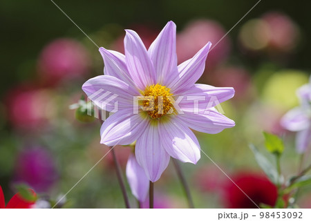 ピンク色のダリアの花が咲いています。 98453092