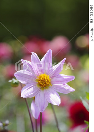 ピンク色のダリアの花が咲いています。 98453094