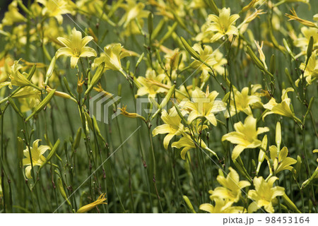 ユウスゲ（夕萓）の黄色い花が咲いています。学名はHemerocallis thunbergii 98453164