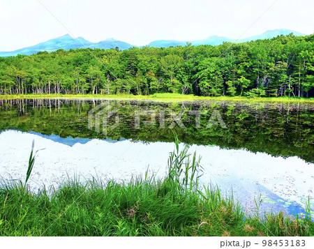 知床五湖の五湖水面と絶景 98453183