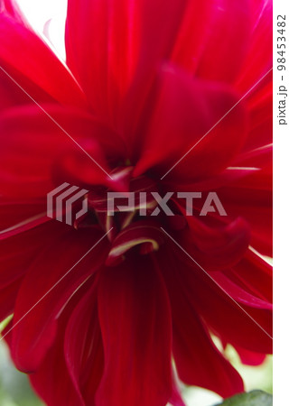 赤いダリアの花のクローズアップ写真です 赤いダリアの花のクローズアップ写真です 98453482