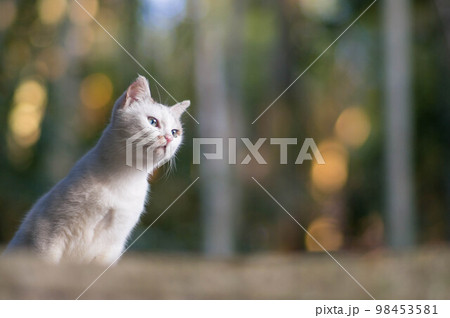 京都 黄昏時の伏見稲荷大社の森に暮らす野生の白猫 98453581
