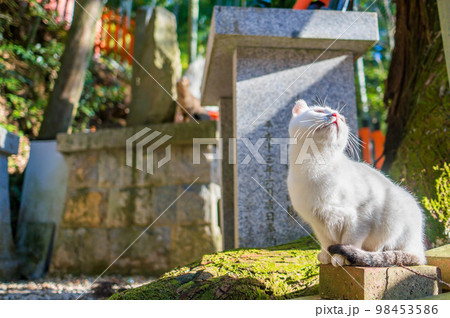 京都 伏見稲荷大社にて、暖かい日差しを浴びる野生の白猫 98453586