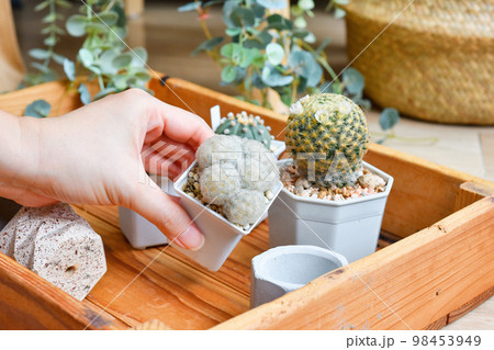 Cactus flower blooming (Mammillaria Schiedeana and Mammillaria plumosa) 98453949