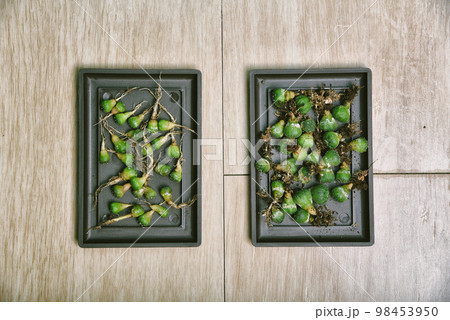 Cactus seedlings with long roots, Preparing indoor houseplant, Replanting tree gardening tool 98453950