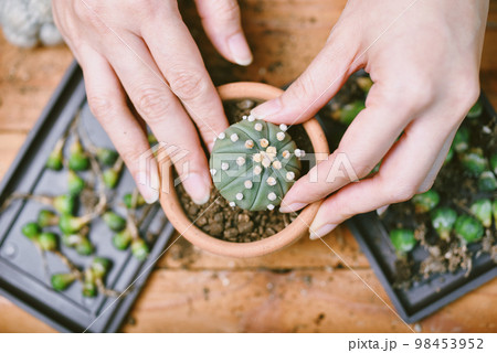 Indoor houseplant for home decoration, Replanting tree gardening tool, Planting cactus Indoor houseplant for home decoration, Replanting tree gardening tool, Planting cactus 98453952