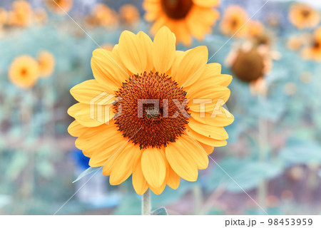 Sunflower natural background, The blooming sunflower follow the sun, Texture of yellow petal 98453959