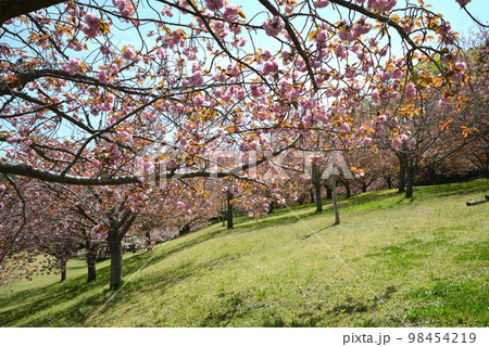 やすらぎの里公園　2022-4-23　＃51 98454219