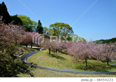 やすらぎの里公園 2022-4-23 #55 やすらぎの里公園 2022-4-23 #55 98454223