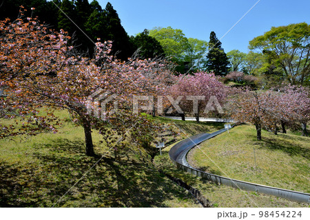 やすらぎの里公園 2022-4-23 #56 やすらぎの里公園 2022-4-23 #56 98454224