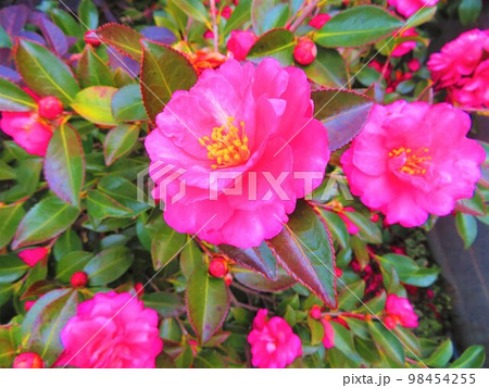 山茶花 山茶花 98454255
