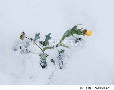 雪の朝の花壇 キク科デージー 雪の朝の花壇 キク科デージー 98454321