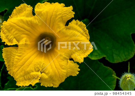 かぼちゃの花~夏の朝~ かぼちゃの花~夏の朝~ 98454345