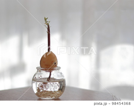 アボカドの水耕栽培 98454368