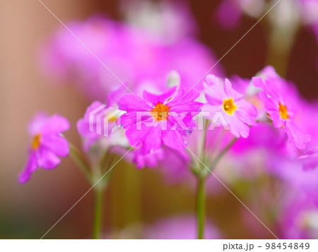 ピンク色の桜草の花のアップ ピンク色の桜草の花のアップ 98454849