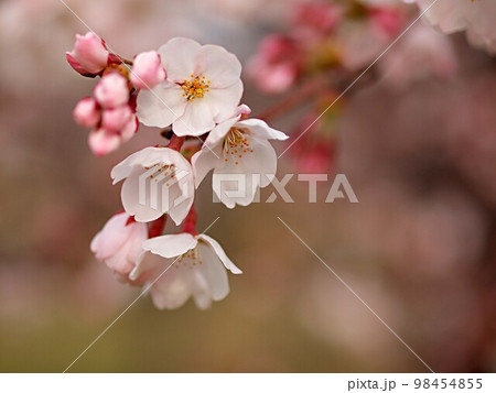 開花を始めた水無瀬川の荘川桜の花 開花を始めた水無瀬川の荘川桜の花 98454855