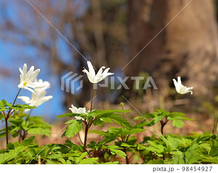 キクザキイチゲの花の生態写真 キクザキイチゲの花の生態写真 98454927