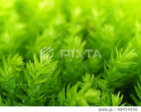 ネジクチゴケのアップ 98454930