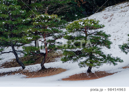 雪の日　南部赤松のある風景 98454963