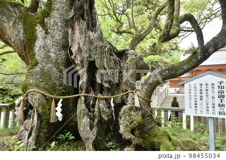 大山祇神社 乎知命御手植の楠 大山祇神社 乎知命御手植の楠 98455034